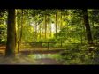 Relaxing Nature Sounds Forest - Meditation Study Sleep Spa Water Sounds Bird Song 12 HOURS