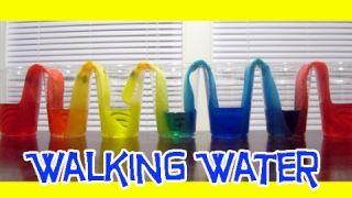 WALKING WATER Easy Kids Science Experiments