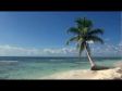 Relaxing 3 Hour Video of A Tropical Beach with Blue Sky White Sand and Palm Tree