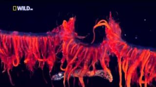 [ NEW Sea Animal Documentary 2015 ] - Strange Deep Sea Creatures - Science Documentary Full HD