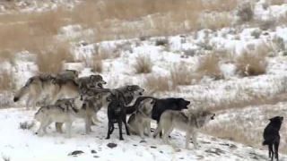 Best Natural Documentary 2015 - Valley of The Wolves Wild Nature Documentary Full HD